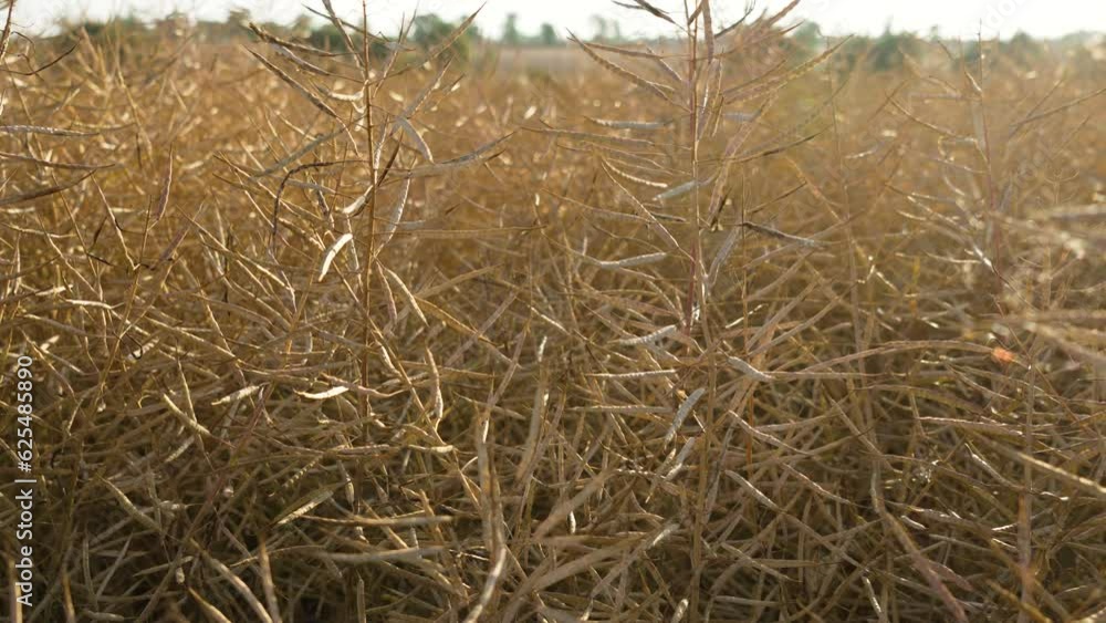 Dry rapeseed field with ripe canola swaying at wind at sunset. Work in agronomic farm for business and production organic eco bio food Dry rapeseed field with ripe canola swaying at wind at sunset. Work in agronomic farm for business and production organic eco bio food