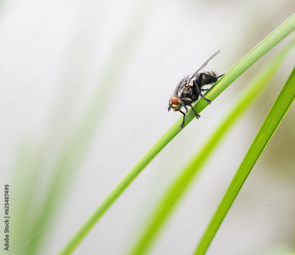 Fototapeta premium fly on a blade of grass