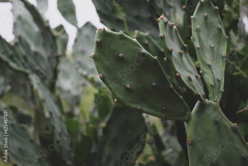 Cactus plant closeup in forest.