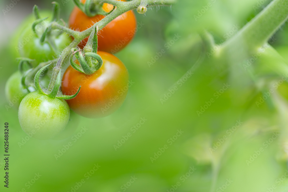 トマトを育てる