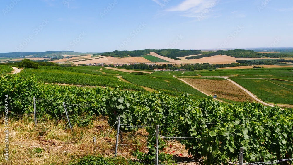 Vue sur les vignes du vignoble champenois,dans la Marne  France Europe