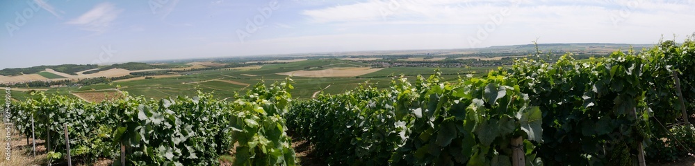 Photo panoramique sur les vignes du vignoble champenois,dans la Marne  France Europe