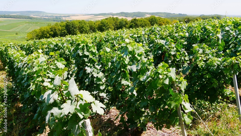 Vue sur les vignes du vignoble champenois,dans la Marne France Europe Vue sur les vignes du vignoble champenois,dans la Marne France Europe