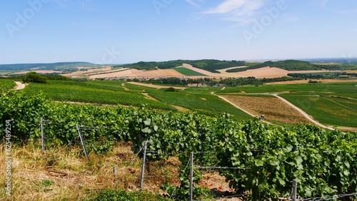 Fotografie Vue sur les vignes du vignoble champenois,dans la Marne  France Europe