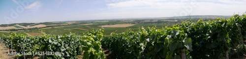 Photo panoramique sur les vignes du vignoble champenois,dans la Marne  France Europe