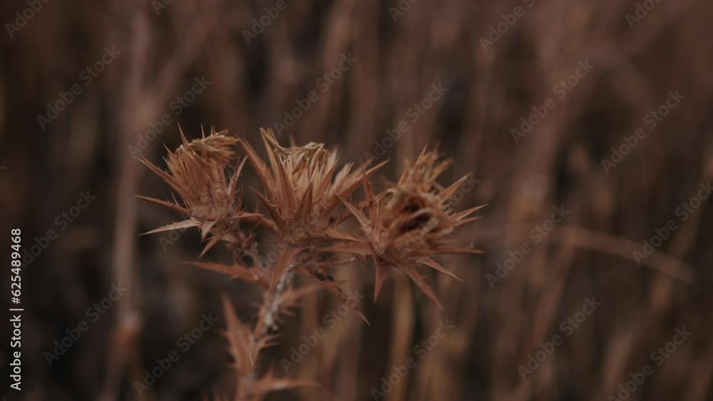 Close-up of dry plant thorn on blurred background of grass in light breeze Close-up of dry plant thorn on blurred background of grass in light breeze