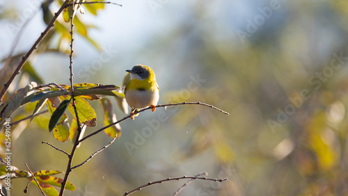 a perched yellow breasted apalis photo