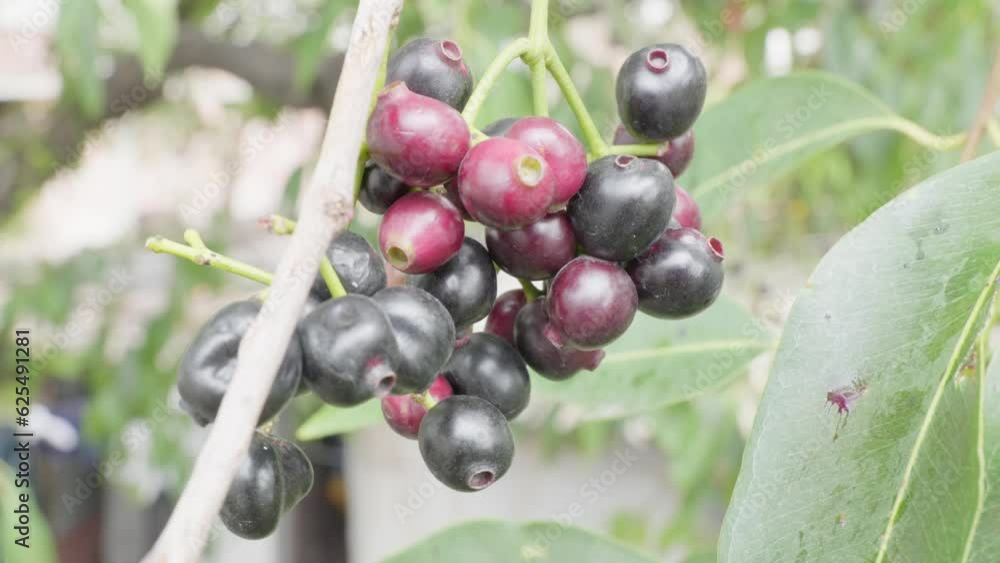 ripe and unripe java plum cluster branch swaying close up shot 4k 25p ripe and unripe java plum cluster branch swaying close up shot 4k 25p