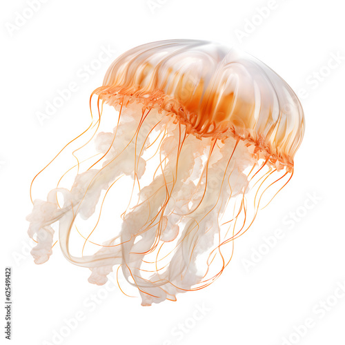 jellyfish on white png transparent background
