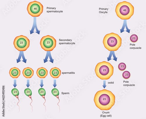 Cell division and reproduction, reproduction in living things, division, reproduction