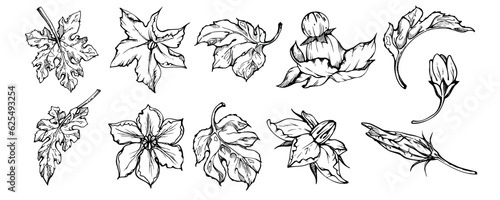 Hand drawn ink vector pumpkin squash leaf, flower. Sketch illustration art for Thanksgiving, harvest, farming. Isolated object, outline. Design for restaurant menu print, cafe, website, invitation