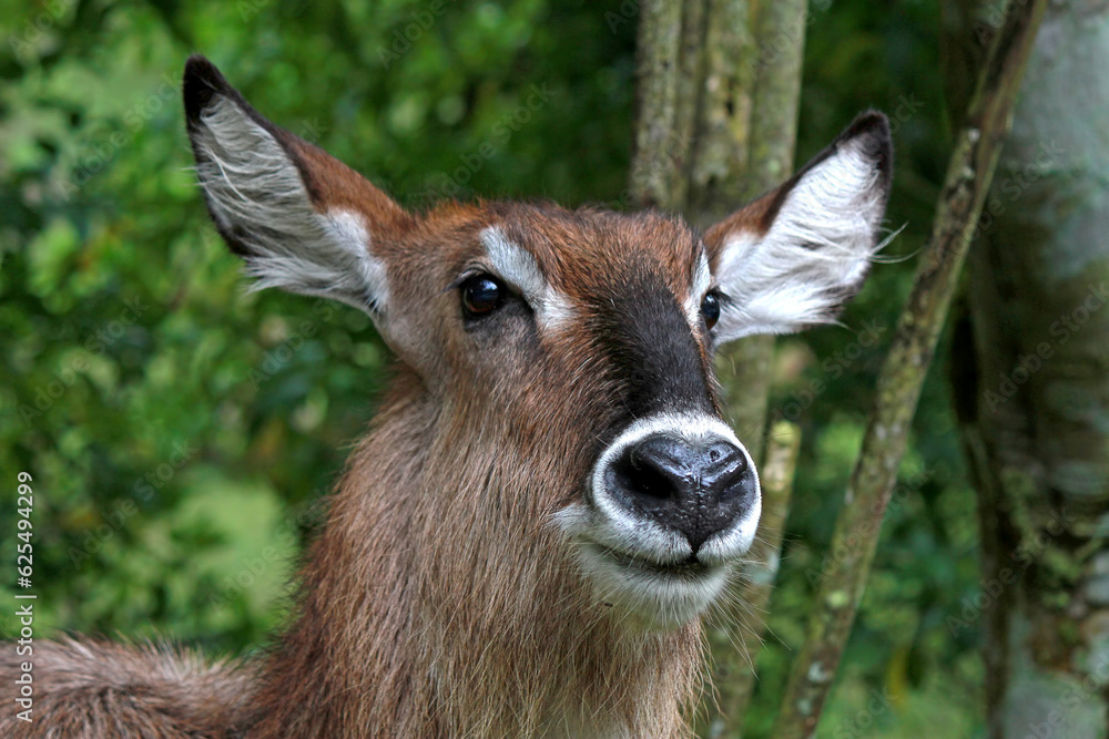 Closeup waterbuck in the zoo Closeup waterbuck in the zoo