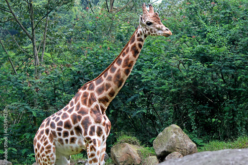 Photography Big giraffe looking for mate