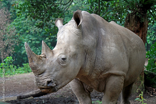 Big rhino waiting for a mate