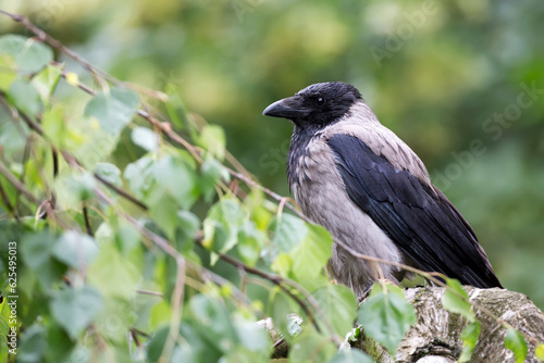 Hooded crow in the forest