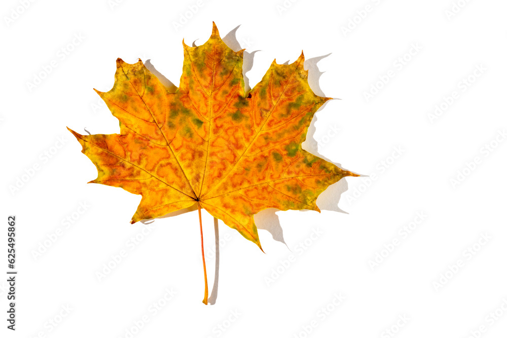 colorful autumn maple leaf with hard light isolated on white background colorful autumn maple leaf with hard light isolated on white background