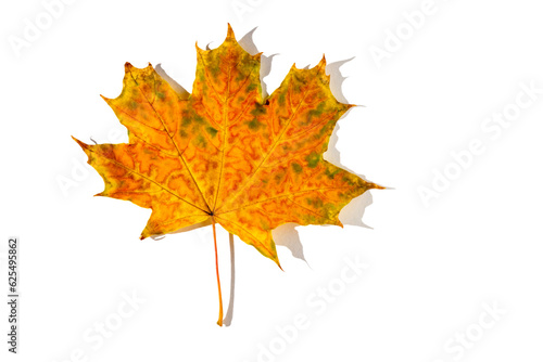 colorful autumn maple leaf with hard light isolated on white background