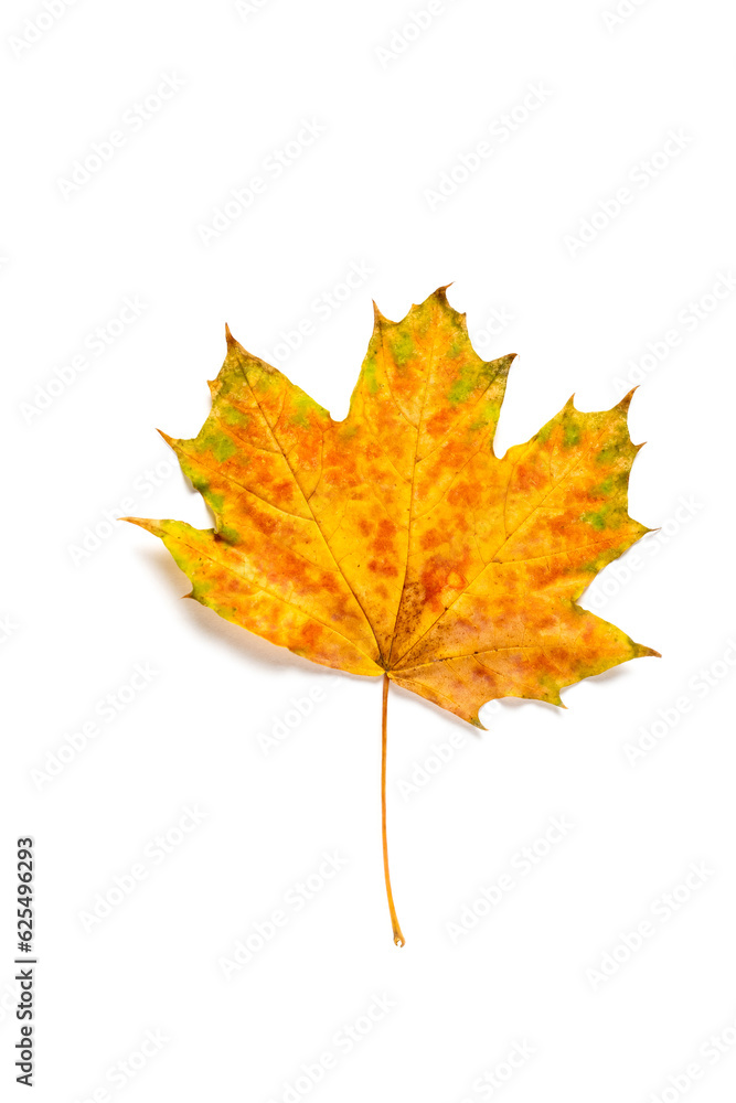 colorful autumn maple leaf isolated on white background colorful autumn maple leaf isolated on white background