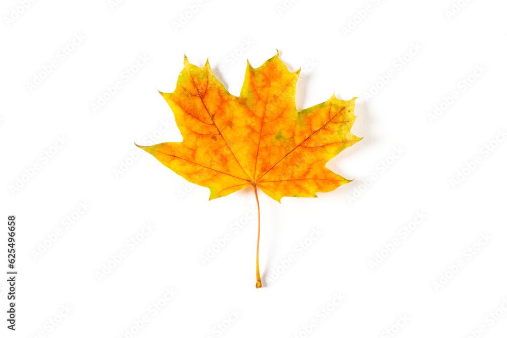 Fototapeta premium colorful autumn maple leaf isolated on white background