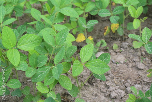 Wallpaper Mural Soybean plantation Torontodigital.ca