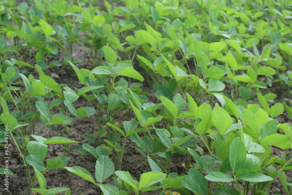 Soybean plantation Soybean plantation