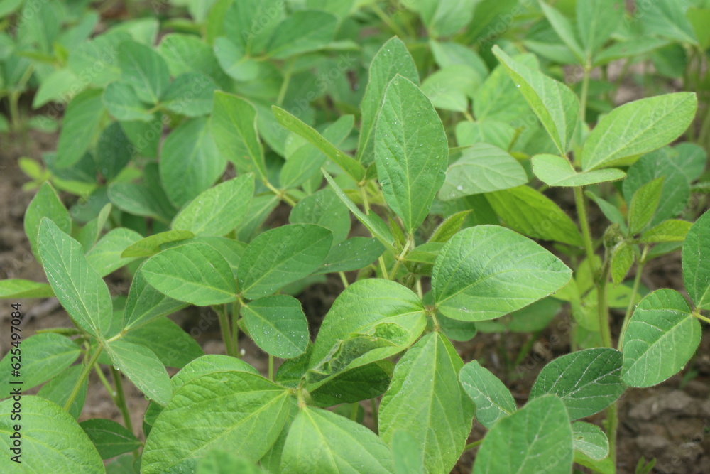 Soybean plantation Soybean plantation