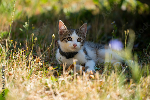 A small cat rests in the grass in the garden. Spotted cat in the garden. Domestic cat in the grass. Tricolor Cat. © Martin