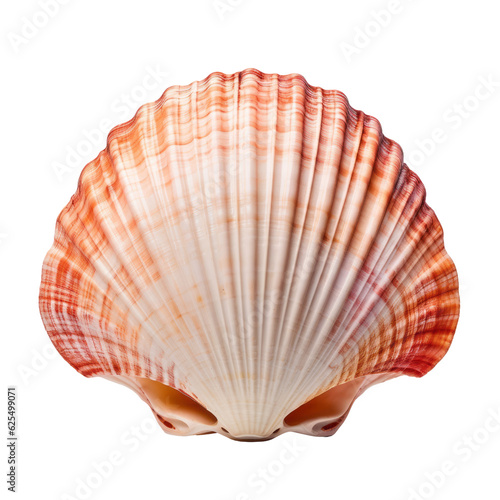 sea shell isolated on transparent background cutout