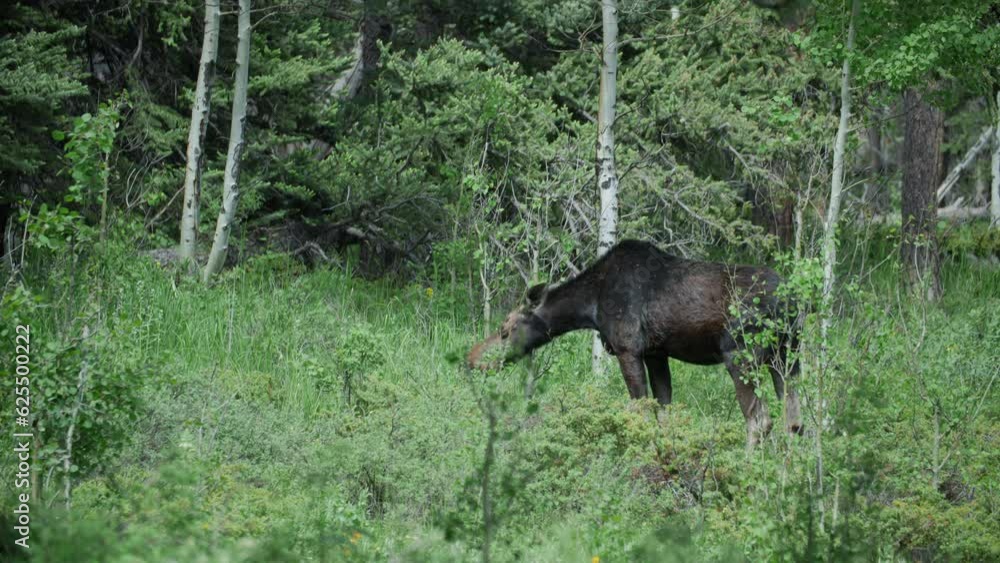 A wild Moose (Alces alces) feeding in the forest at Gordon Gulch, Colorado, USA. Locked shot A wild Moose (Alces alces) feeding in the forest at Gordon Gulch, Colorado, USA. Locked shot