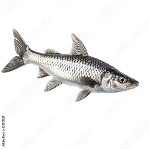 Katla fish isolated on white png transparent background