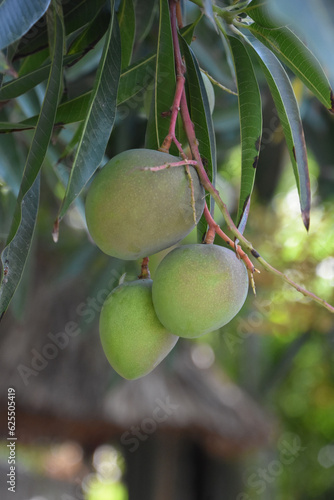 Tree of Mangos on a Fruit Tree