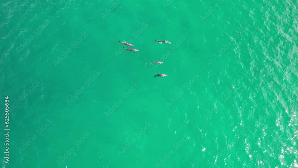 Floating Bottlenose Dolphins in Cabarita Beach, Tweed Shire, Bogangar, Northern Rivers, New South Wales, Australia Aerial Shot Floating Bottlenose Dolphins in Cabarita Beach, Tweed Shire, Bogangar, Northern Rivers, New South Wales, Australia Aerial Shot