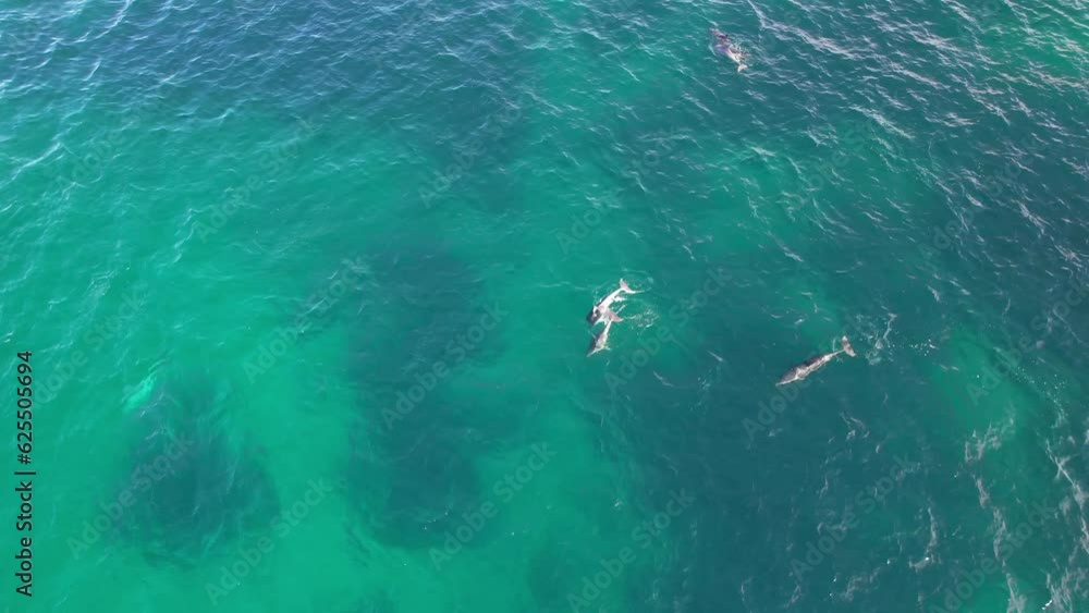 Bottlenose Dolphins Diving Underwater in Cabarita Beach, Tweed Shire, Bogangar, Northern Rivers, New South Wales, Australia Topdown Shot Bottlenose Dolphins Diving Underwater in Cabarita Beach, Tweed Shire, Bogangar, Northern Rivers, New South Wales, Australia Topdown Shot