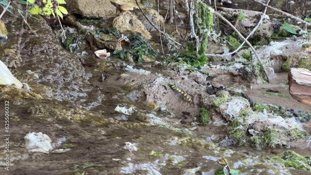 A dragonfly flies near a stream A dragonfly flies near a stream