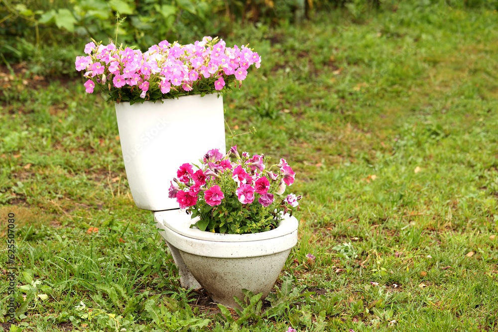 Toilet bowl  used as flower pot.purple flowers growing in an old toilet. Funny creative upcycle garden design idea for a flowerpot