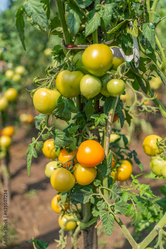 eco products. natural food home garden tomatoes ripen in the garden on a sunny day. agricultural culture.