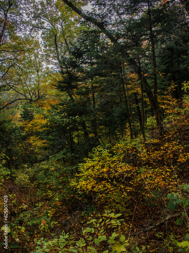 Autumn mixed forest. View of a forest with coniferous and deciduous trees.
