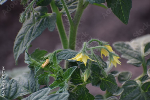 tomato in the green house