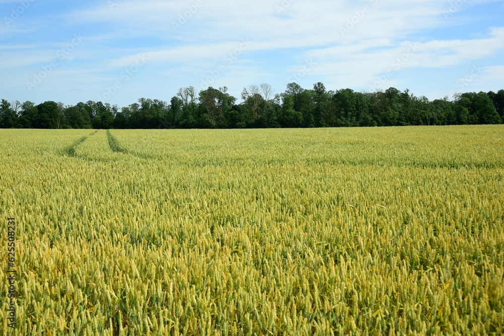ripe cereal field on a sunny summer day, Latvia