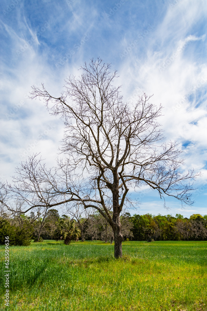 A Single Tree Standing Alone with Blue Sky and Grass. A Single Tree Standing Alone with Blue Sky and Grass.