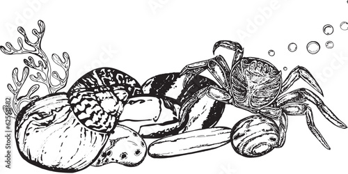 Wallpaper Mural Marine composition banner crab among shells, mollusk, coral algae. Black and white hand-drawn graphics translated into vector Illustration  Torontodigital.ca