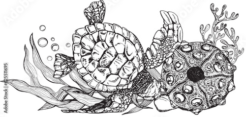 Marine composition banner of a sea turtle among algae bubbles, sea urchin. Black and white hand-drawn graphics translated into vector illustration  