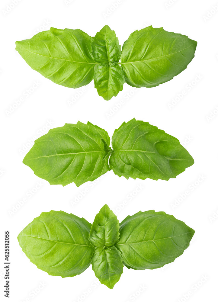 Fresh green basil leaves isolated. png file Fresh green basil leaves isolated. png file