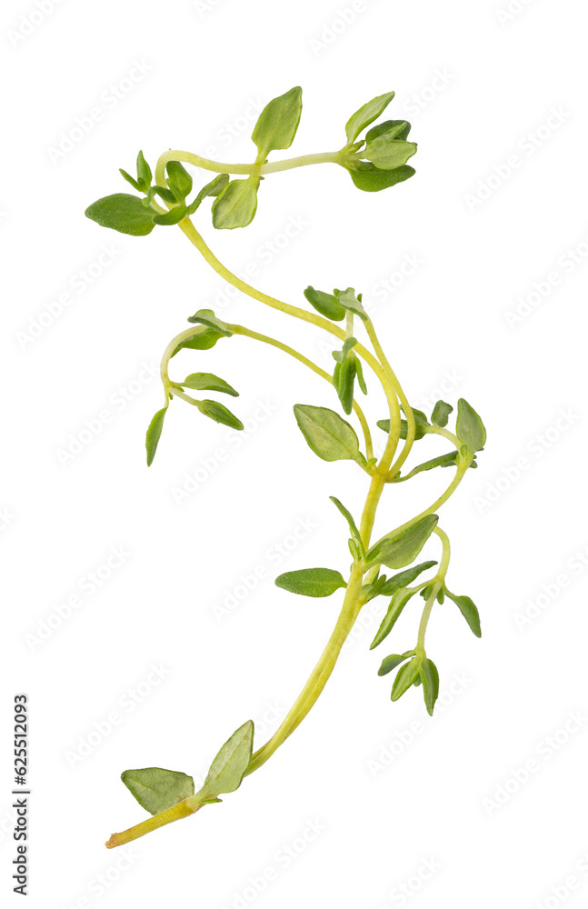 Fresh thyme spice isolated. png file Fresh thyme spice isolated. png file
