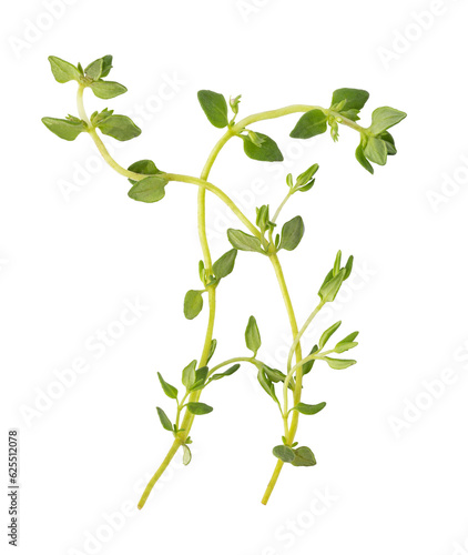 Fresh thyme spice isolated. png file