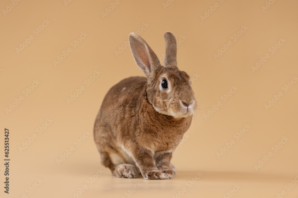 Obraz premium Studio shot of rabbit on beige background 