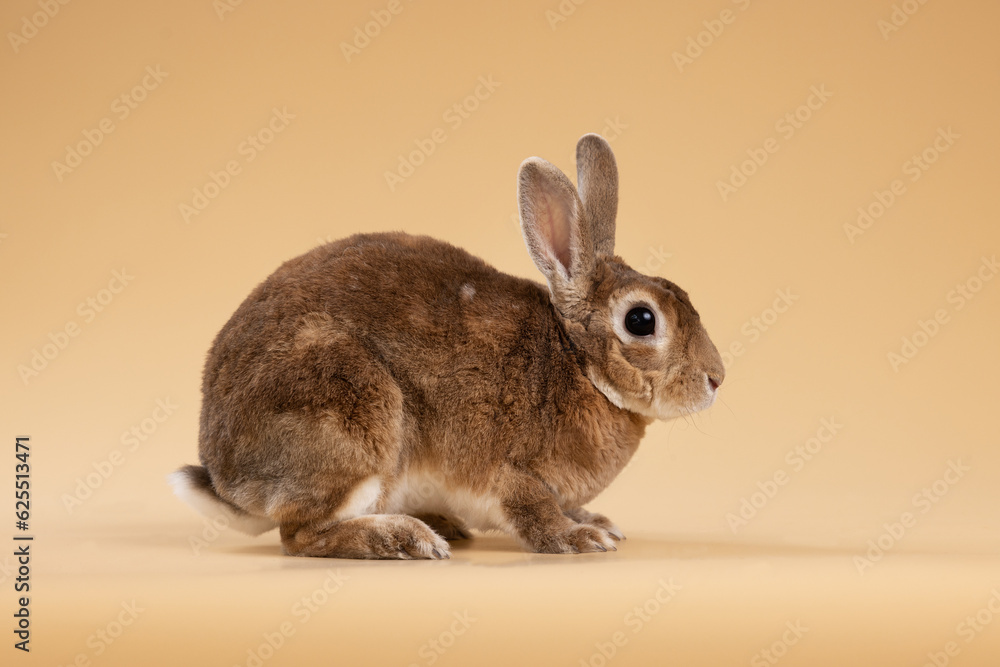 Obraz premium Studio shot of rabbit on beige background 