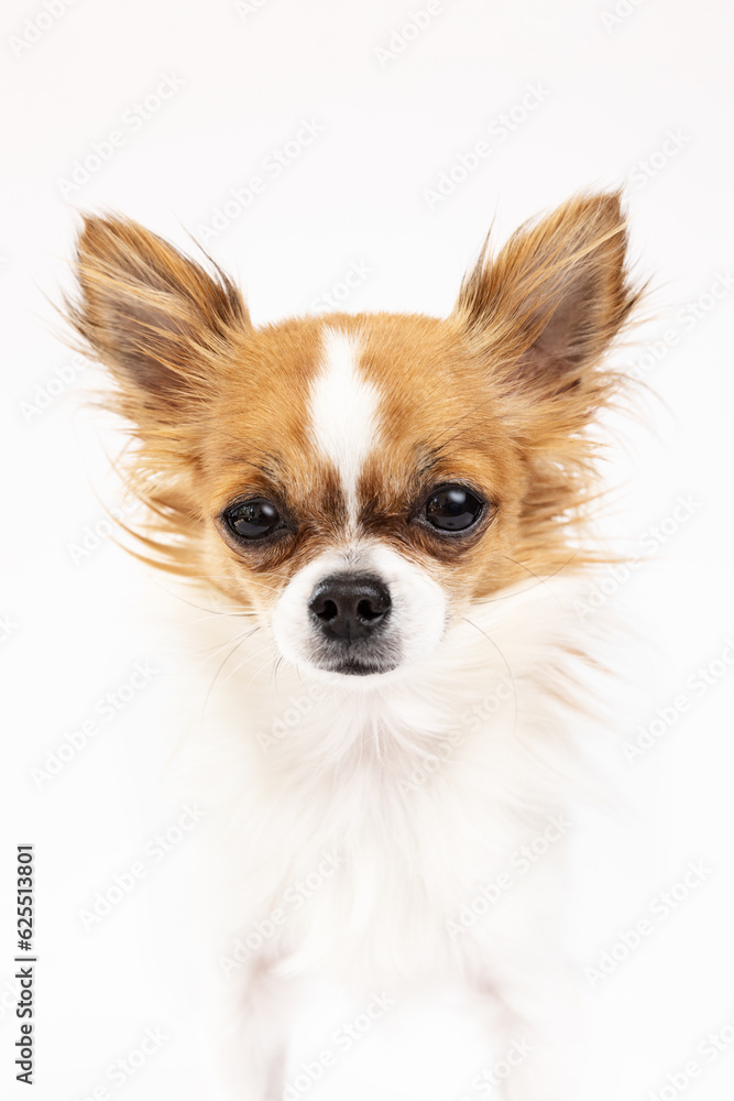 Studio shot of chihuahua on white background Studio shot of chihuahua on white background