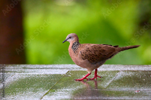 Image of bird resting on a rock. Spilopelia chinensis is known as Spotted dove, this bird is a small kind of long tailed pigeon that is common native species in Southeast Asia. photo