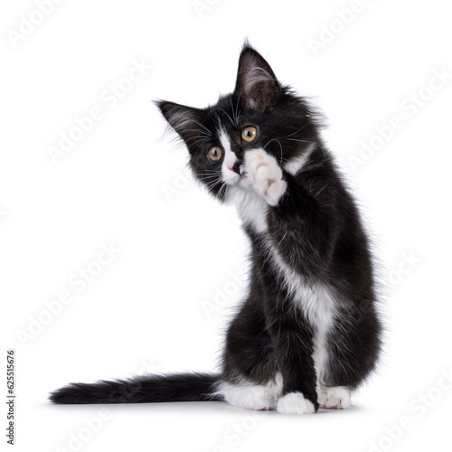 Cute black and white Maine Coon cat kitten, sitting up facing front with one paw high up. Looking beside camera. Isolated on a white background.